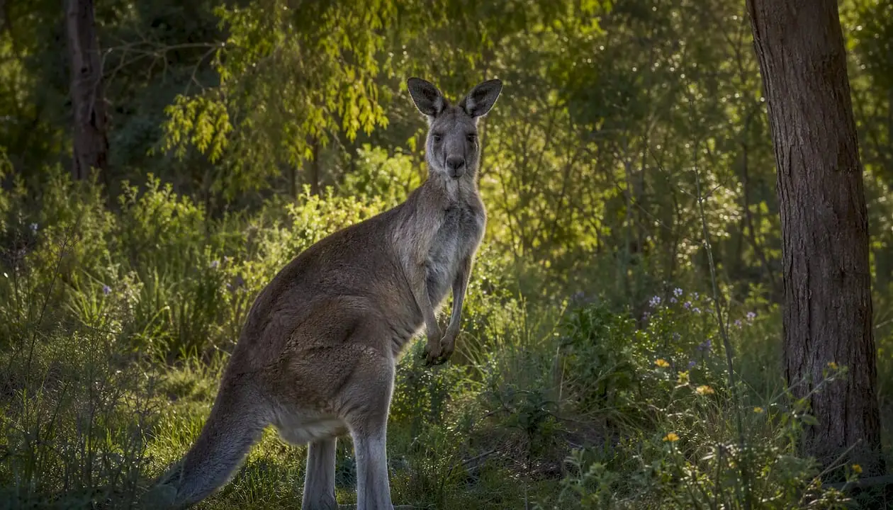 Where to see kangaroos: best spots near cities and beaches