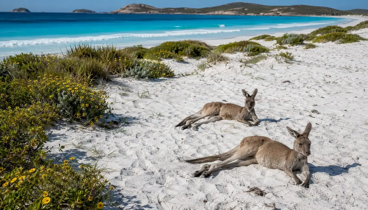 Western grey kangaroos on white sandy beach