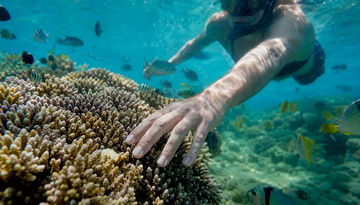 Snorkeler’s hand touching coral and reef fish underwater