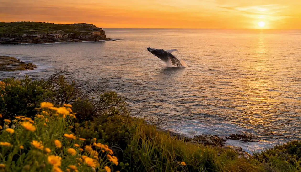 Whale watching Australia season: when to go where