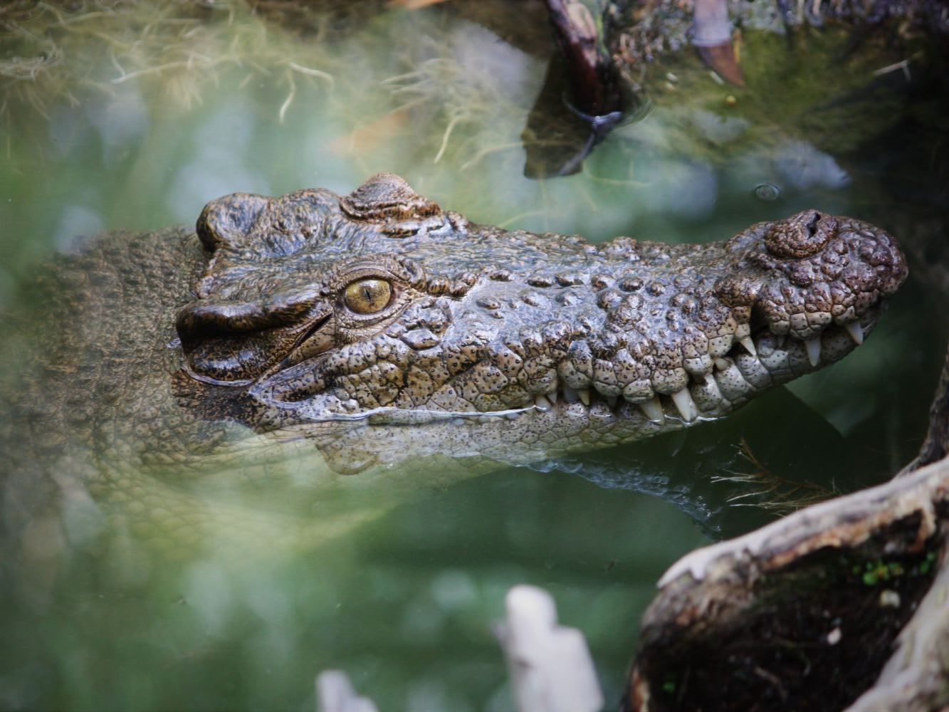 Crocodile Safety in Cairns
