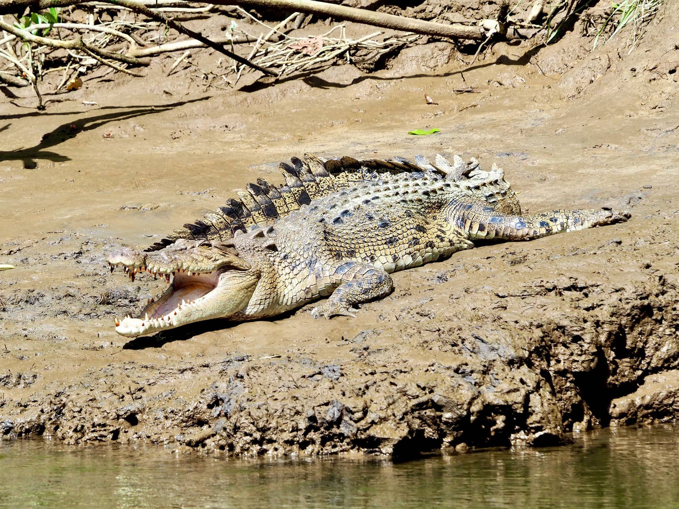 How to see a Crocodile in Cairns