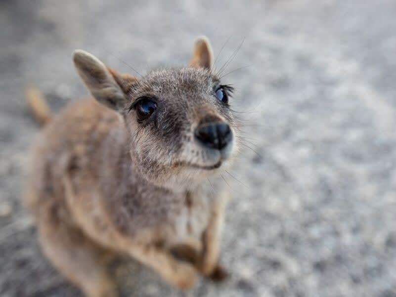 Where to see wildlife in Cairns